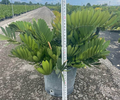 21" Zamia Furfuracea Cardboard Palm Sun Grown